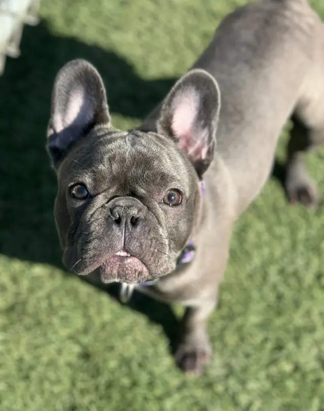 Opie's Doggie Playcare and Salon — photo from the business 8