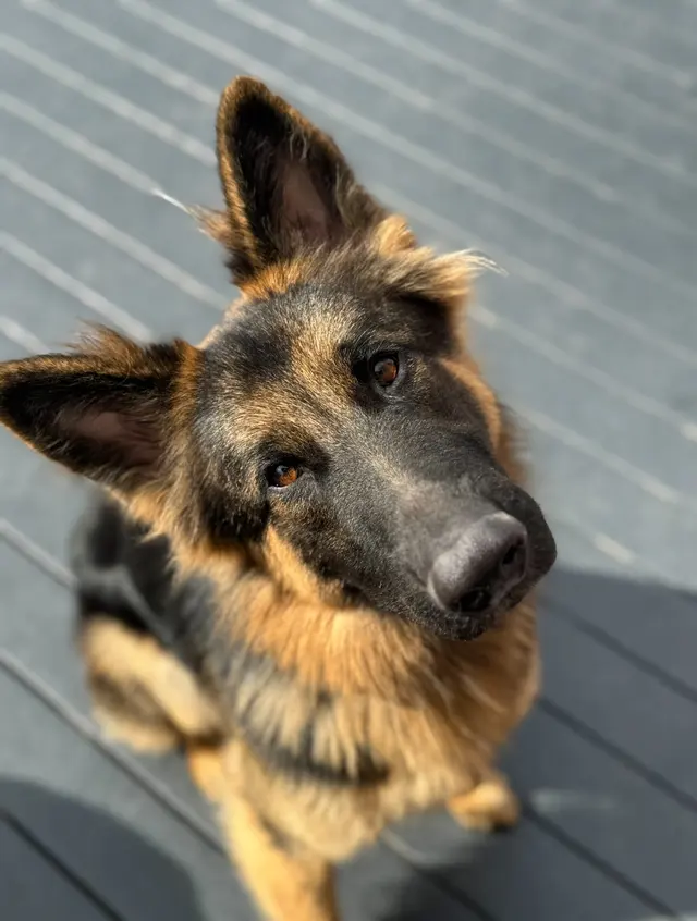 Opie's Doggie Playcare and Salon — photo from the business 6