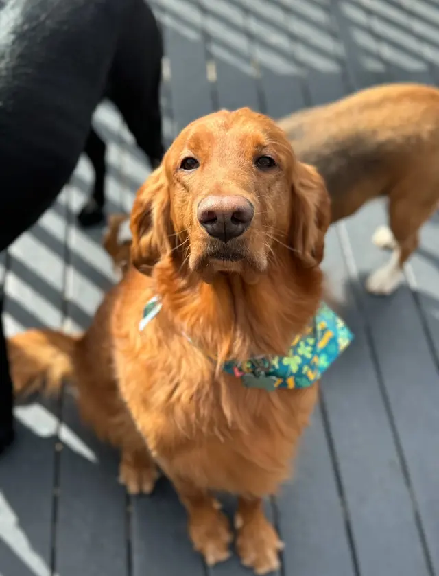 Opie's Doggie Playcare and Salon — photo from the business 7
