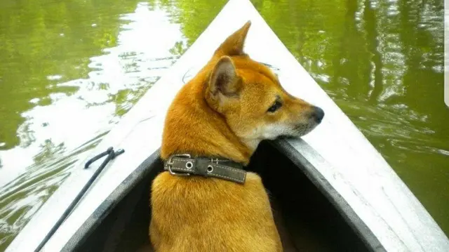 All Breed Grooming, Boarding And Daycare — photo from the business 11