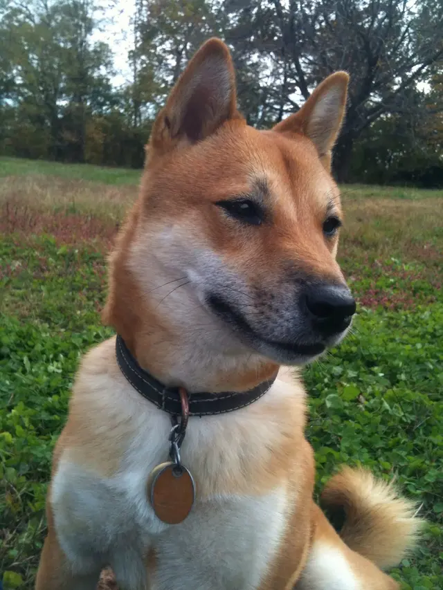 All Breed Grooming, Boarding And Daycare — photo from the business 12