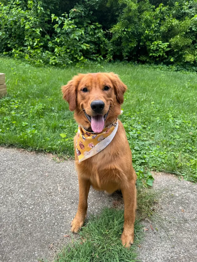 All Breed Grooming, Boarding And Daycare — customer photo 2