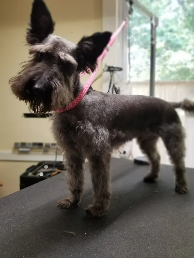 All Breed Grooming, Boarding And Daycare — photo from the business 9