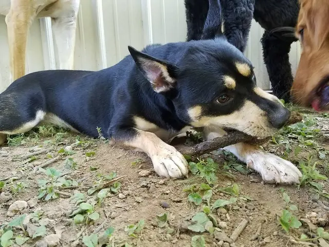 All Breed Grooming, Boarding And Daycare — photo from the business 7
