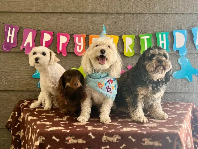 All Breed Grooming, Boarding And Daycare — customer photo 10