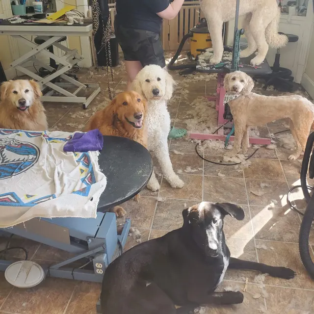 All Breed Grooming, Boarding And Daycare — photo from the business 3
