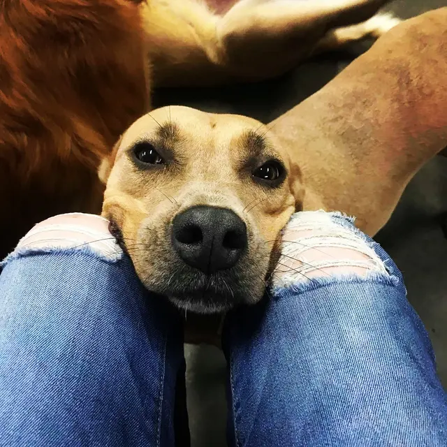 All Breed Grooming, Boarding And Daycare — photo from the business 4