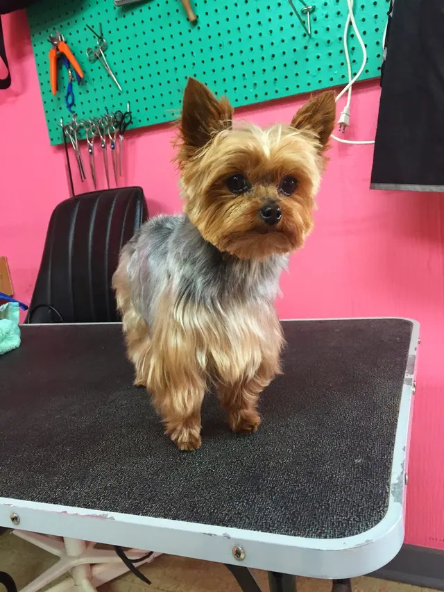 All Breed Grooming, Boarding And Daycare — photo from the business 5