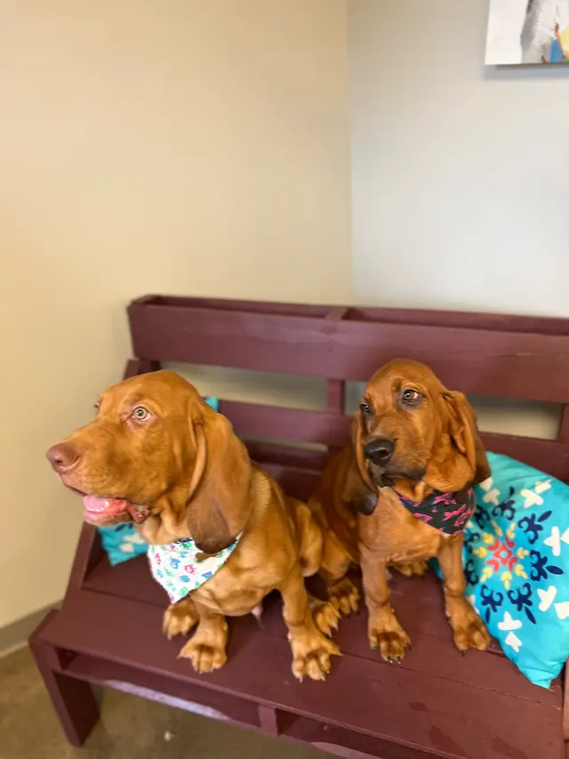 Wendy's Dog House — customer photo 2