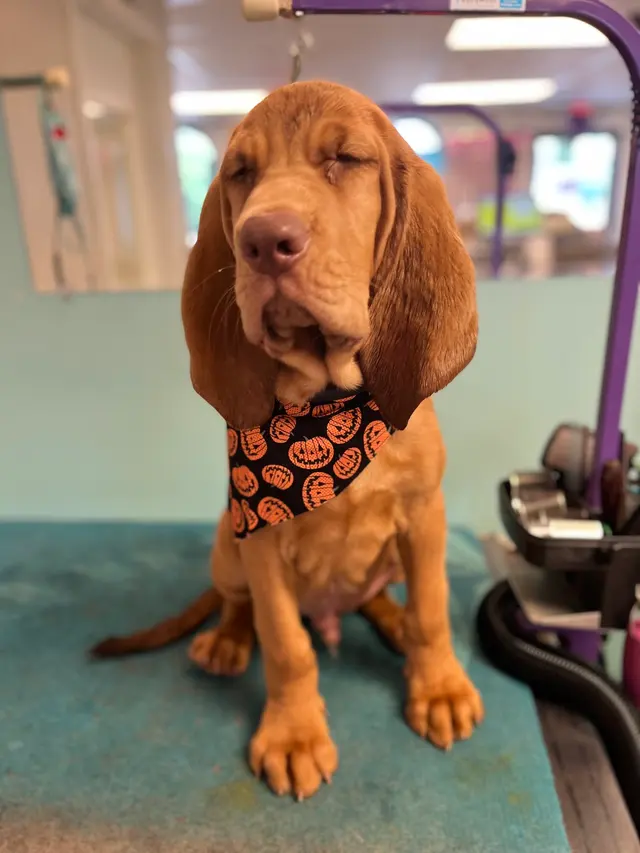 Wendy's Dog House — customer photo 5
