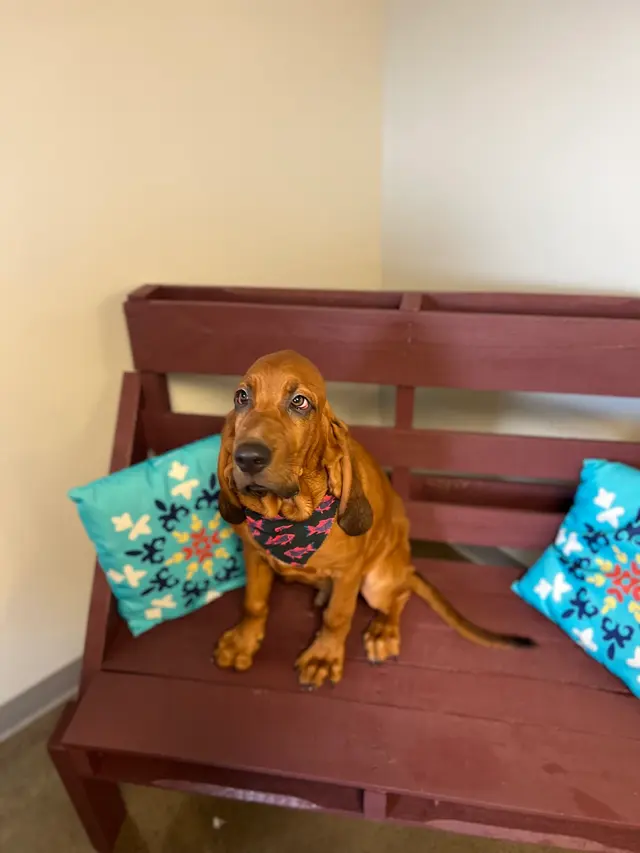 Wendy's Dog House — customer photo 10