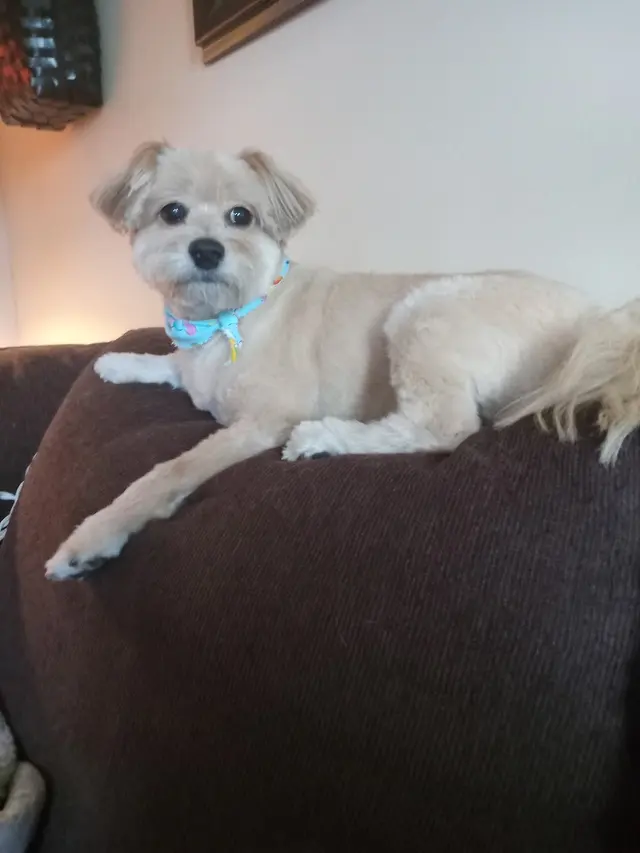 Barks Spa & Style — customer photo 1
