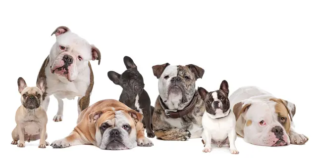 Klassy Kut Dog Grooming — photo from the business 3