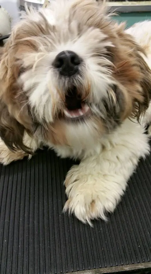 Klassy Kut Dog Grooming — photo from the business 4