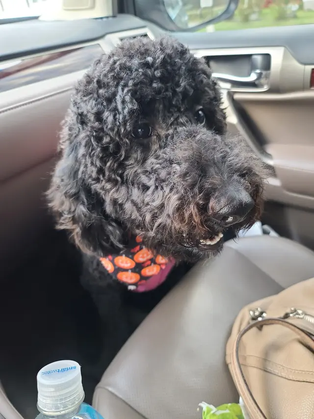 Klassy Kut Dog Grooming — customer photo 7
