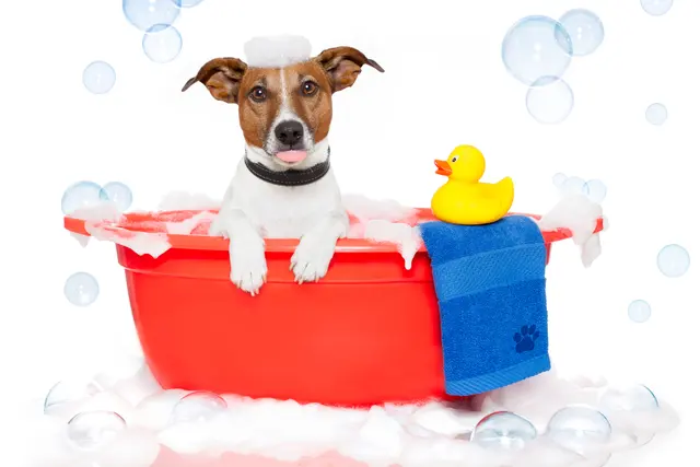 Klassy Kut Dog Grooming — photo from the business 1