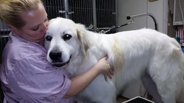 Klassy Kut Dog Grooming — photo from the business 2