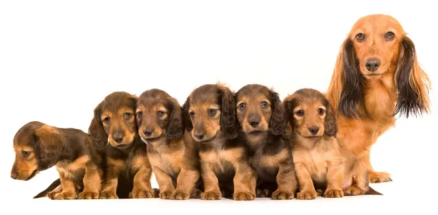Klassy Kut Dog Grooming — photo from the business 6