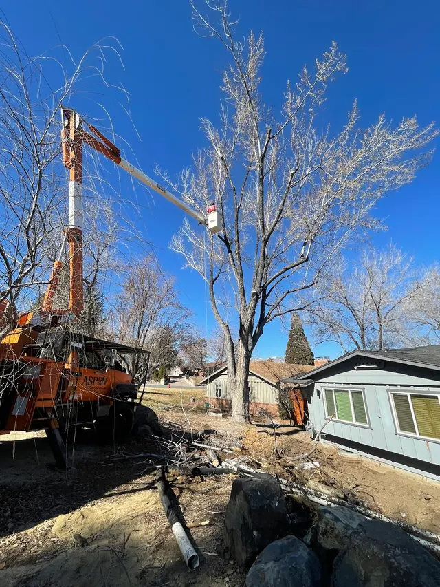 Aspen Tree Service — photo from the business 9