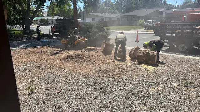Aspen Tree Service — customer photo 12