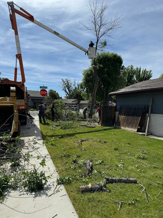 Aspen Tree Service — customer photo 8