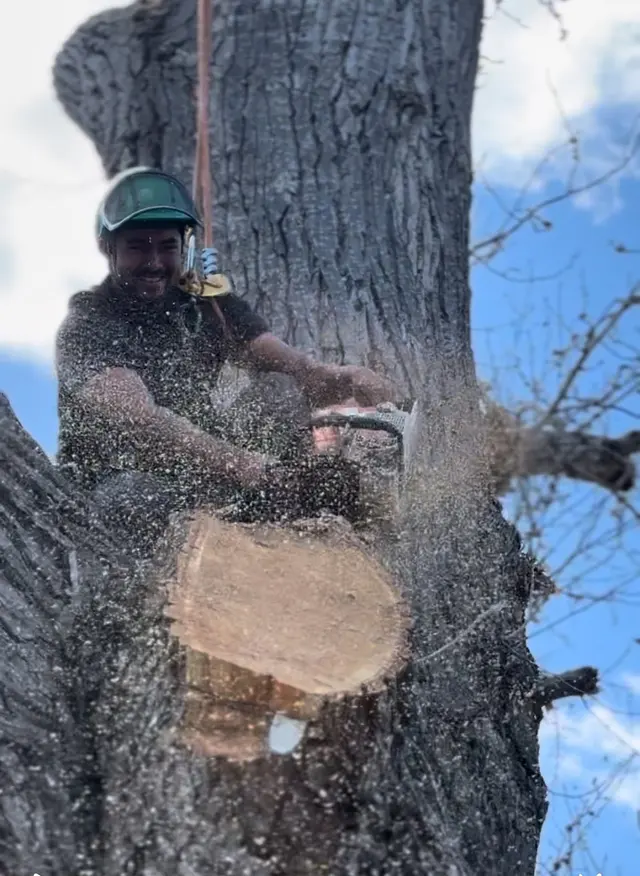 Aspen Tree Service — photo from the business 11