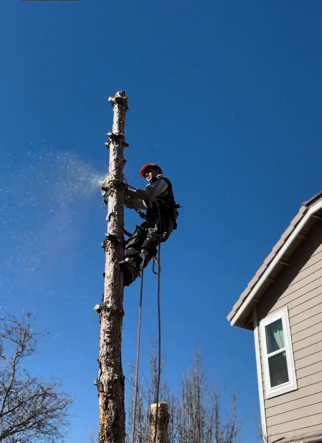 Aspen Tree Service — photo from the business 7