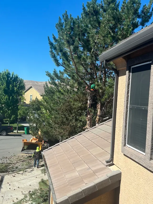 Aspen Tree Service — customer photo 6