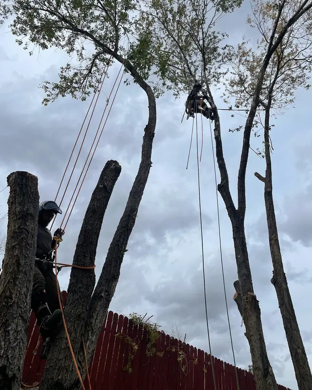 Aspen Tree Service — photo from the business 10