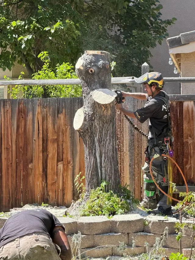 Aspen Tree Service — customer photo 2