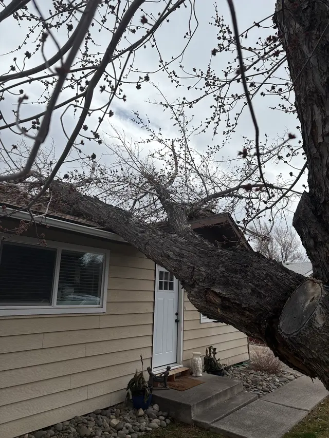 Aspen Tree Service — customer photo 3