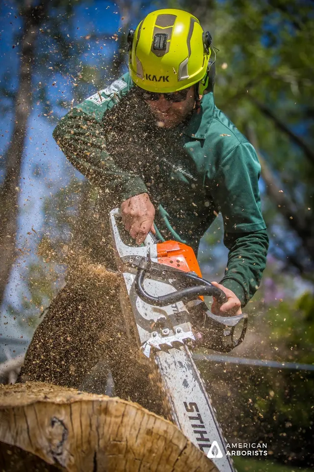 American Arborists Tree Service — photo from the business 5