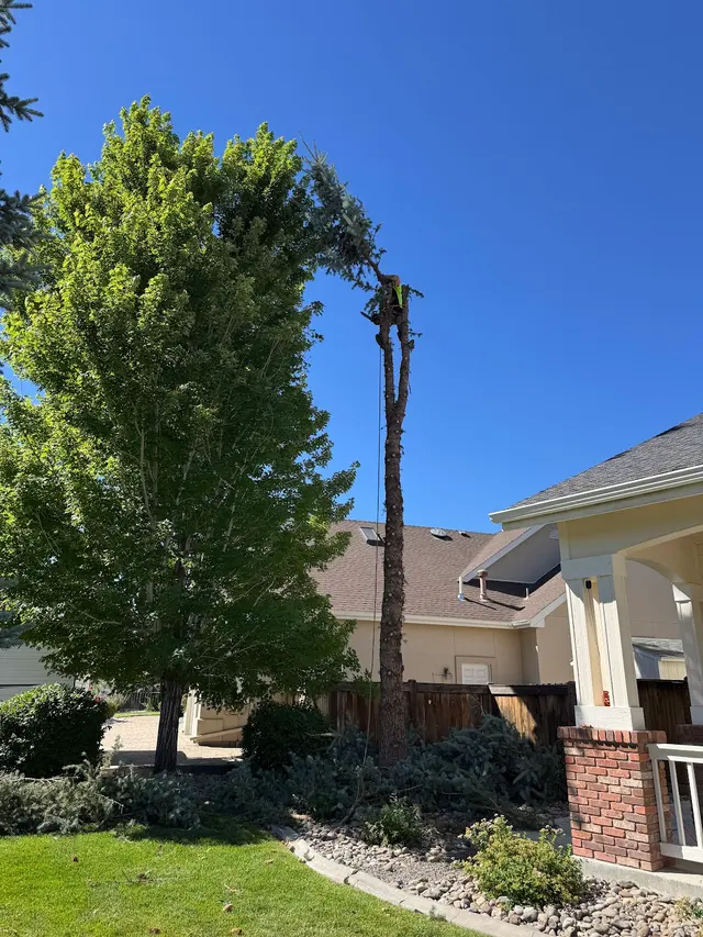 American Arborists Tree Service — customer photo 4