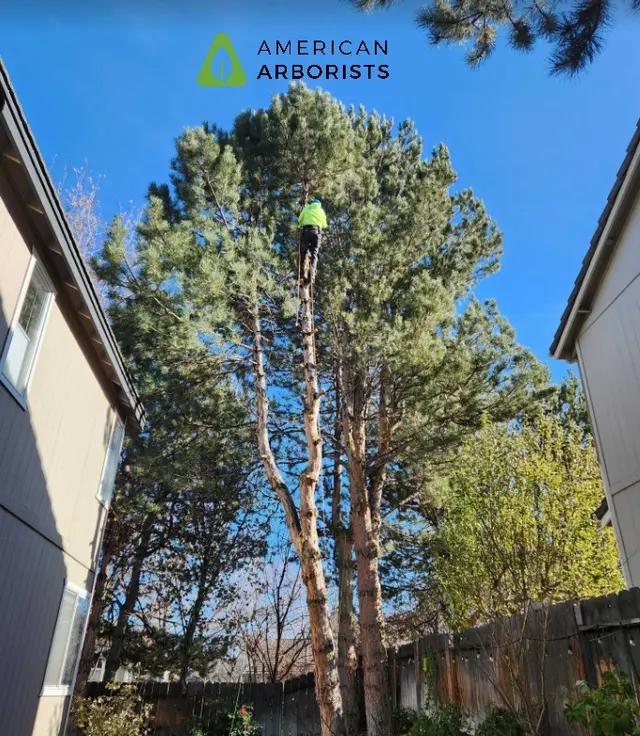 American Arborists Tree Service — photo from the business 3