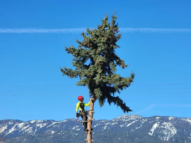 American Arborists Tree Service — photo from the business 12