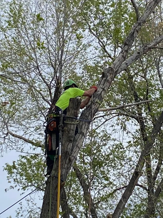 American Arborists Tree Service — customer photo 2