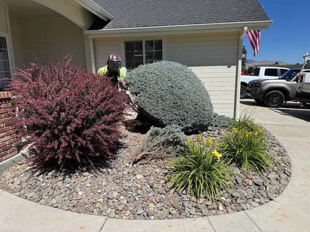 American Arborists Tree Service — customer photo 8