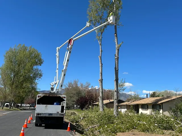 American Arborists Tree Service — photo from the business 6
