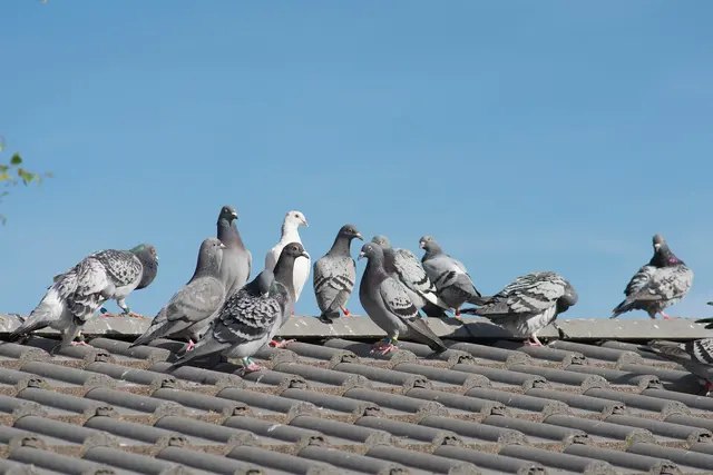 Progressive Pest Management and Weed Control — photo from the business 10