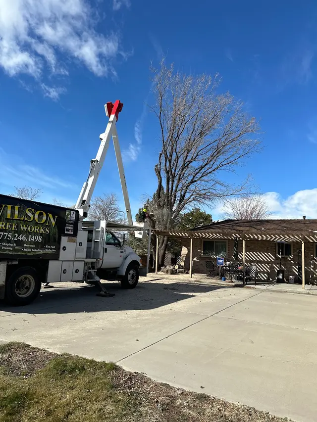 Wilson Tree Works — customer photo 2