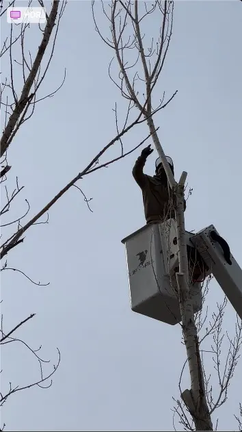 Wilson Tree Works — customer photo 8