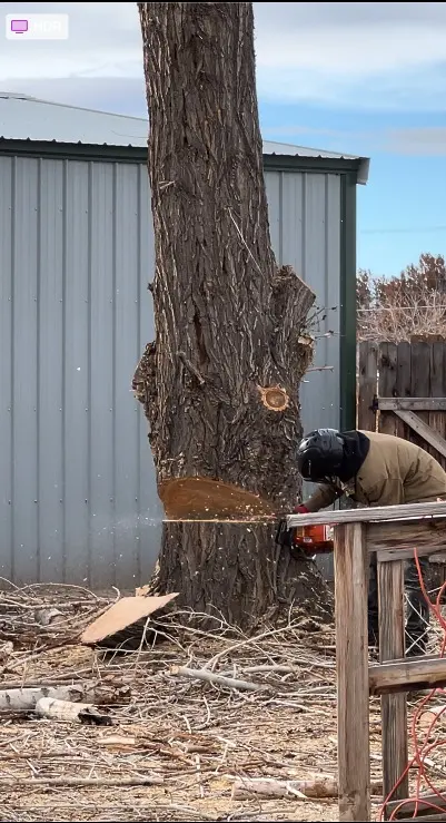 Wilson Tree Works — customer photo 5