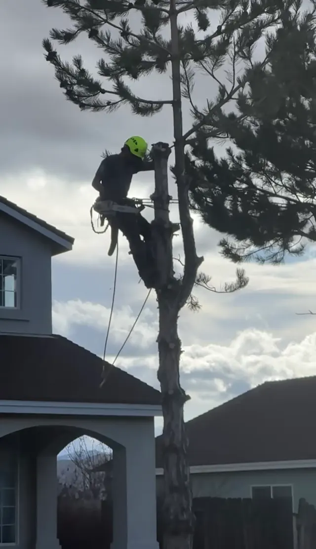 Wilson Tree Works — customer photo 10