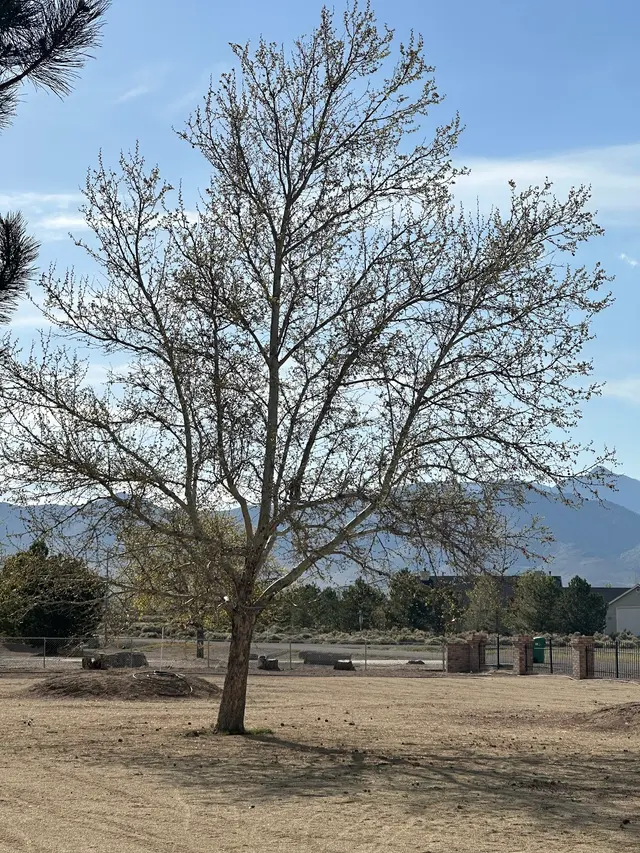 Wilson Tree Works — customer photo 6