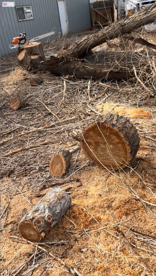 Wilson Tree Works — customer photo 4