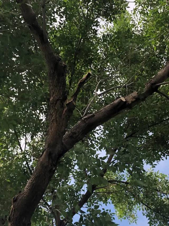 Wilson Tree Works — customer photo 7