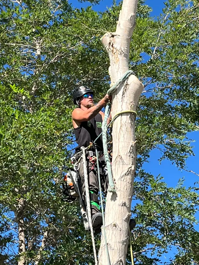 Wilson Tree Works — photo from the business 1