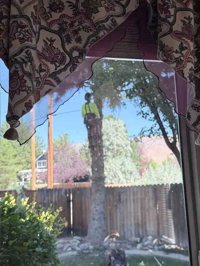Transformed Tree Care — customer photo 5