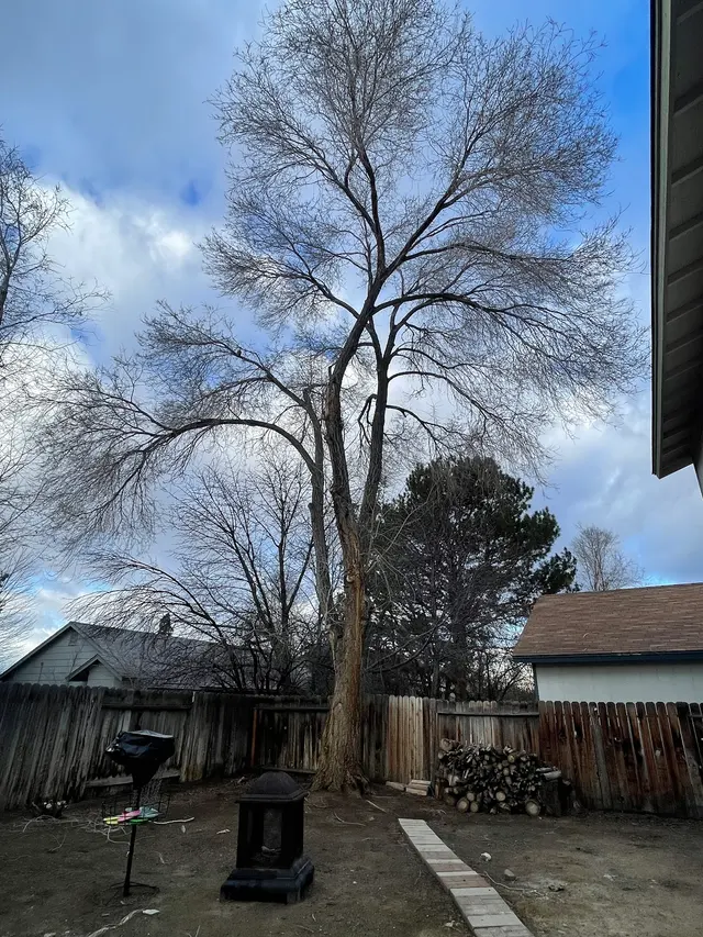 Transformed Tree Care — customer photo 6