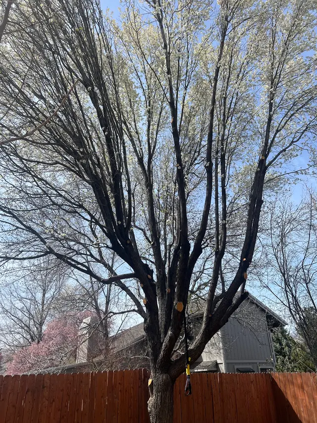 Transformed Tree Care — customer photo 7